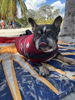 French Bulldog at the beach in lifejacket