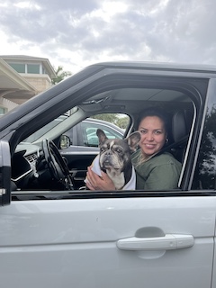 French Bulldog in Car