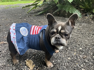 French Bulldog in patriotic dress