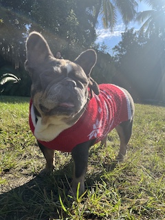 French Bulldog in christmas sweater