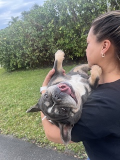 French Bulldog being carried and making a silly face